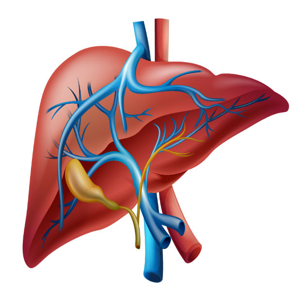 תחלואות של הכבד ודרכי המרה